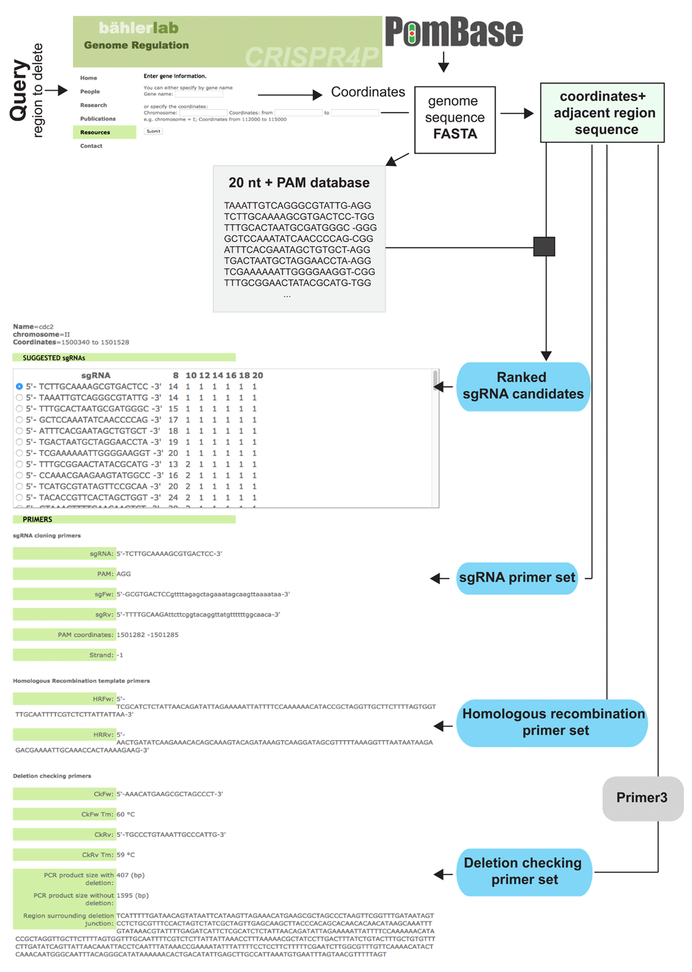 A CRISPR/Cas9-based method and primer... | Wellcome Open Research