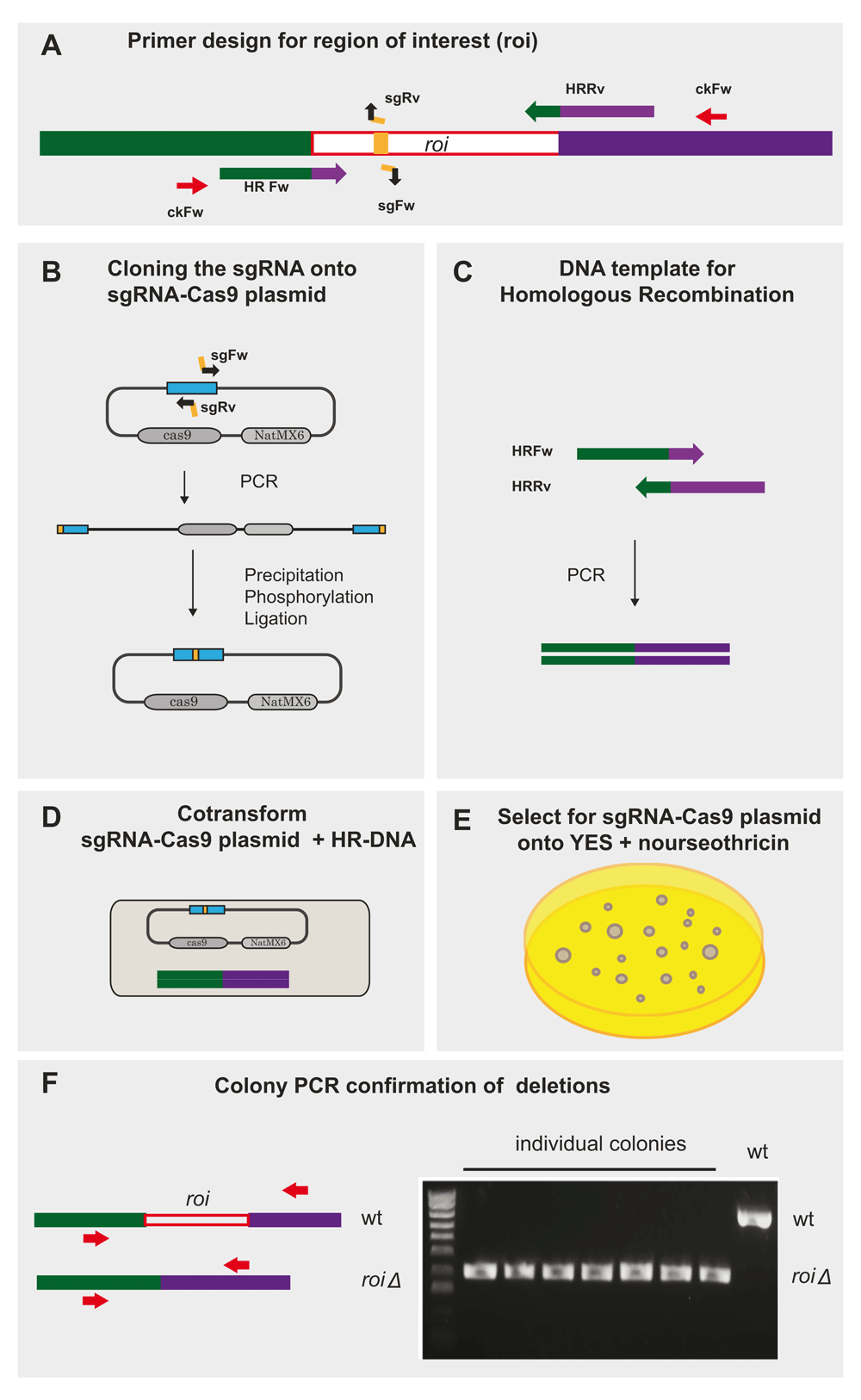 A CRISPR/Cas9-based method and primer... | Wellcome Open Research