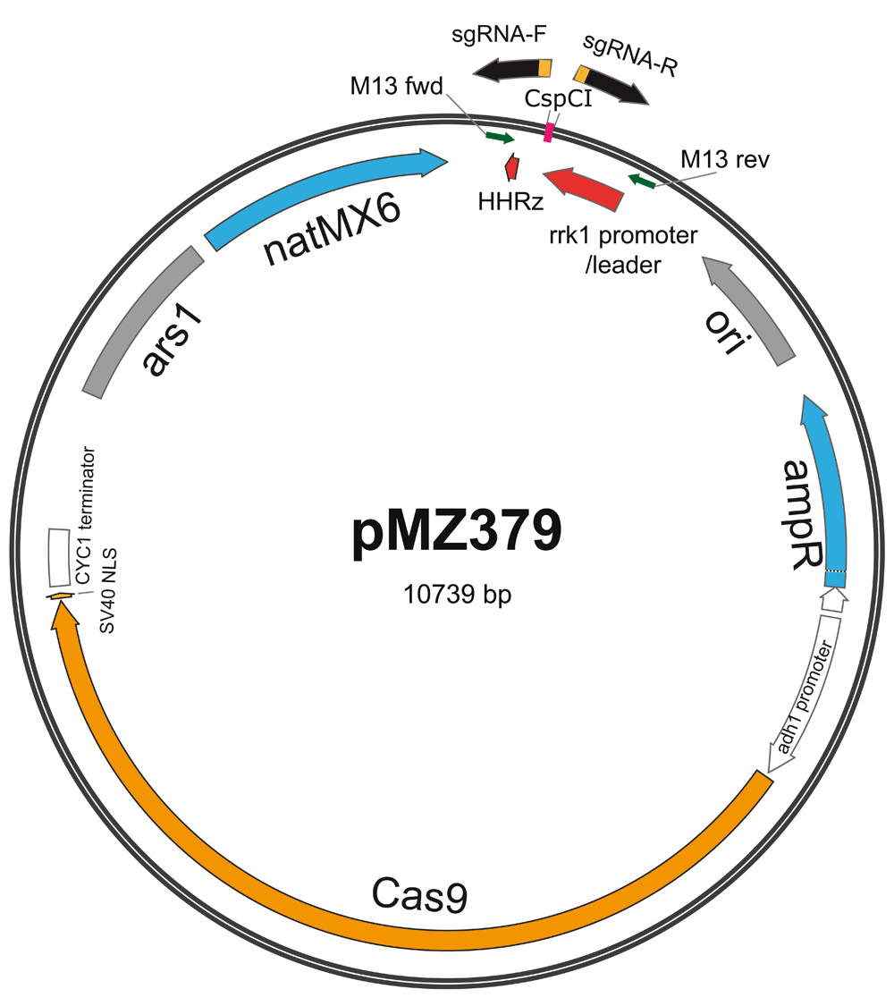 A CRISPR/Cas9-based method and primer... | Wellcome Open Research