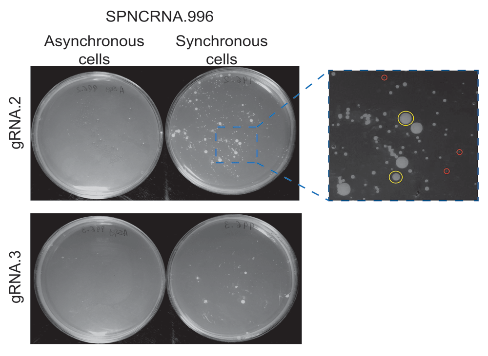 A CRISPR/Cas9-based method and primer... | Wellcome Open Research