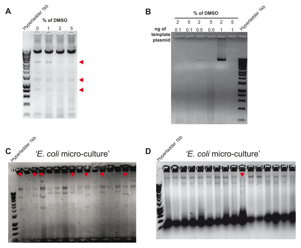 A CRISPR/Cas9-based method and primer... | Wellcome Open Research