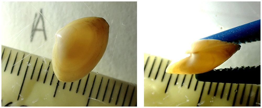 The genome sequence of the surf clam,... | Wellcome Open Research