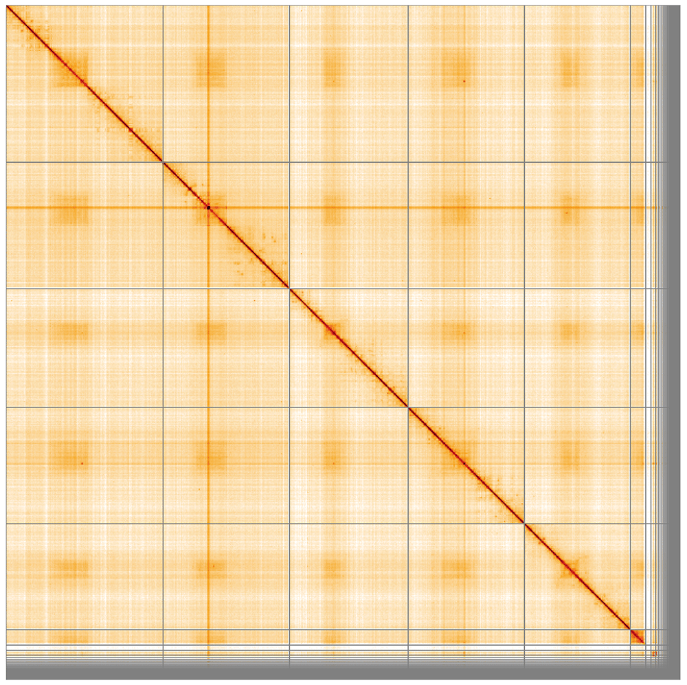 The genome sequence of a tachinid fly, | Wellcome Open