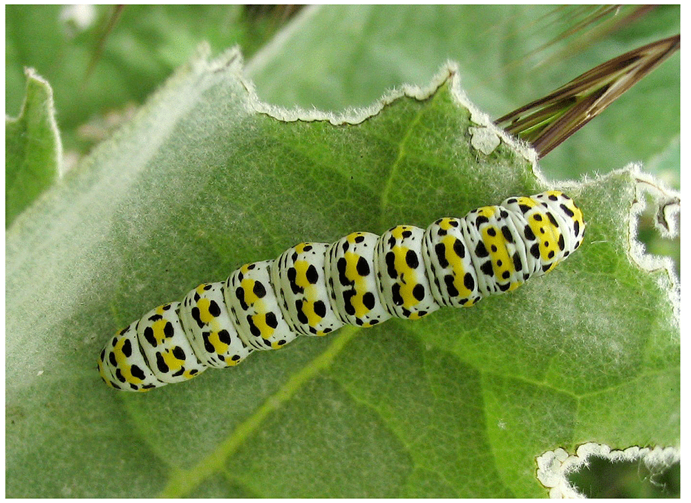 The genome sequence of the Mullein moth,... | Wellcome Open Research