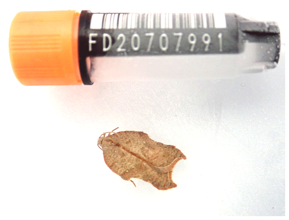 The genome sequence of the Notch-wing... | Wellcome Open Research