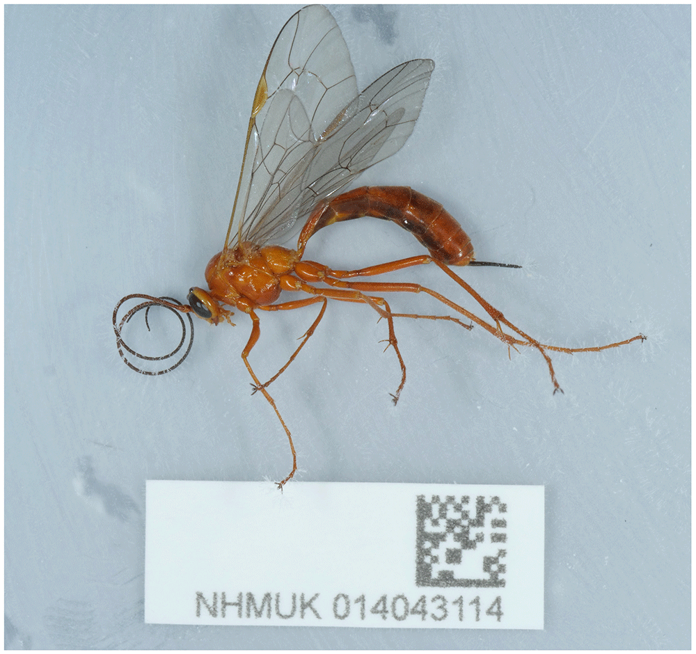 Netelia Infractor The genome sequence of an ichneumonid... | Wellcome Open Research