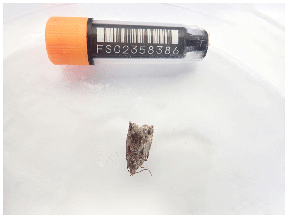 The genome sequence of the Large Beech | Wellcome Open Research