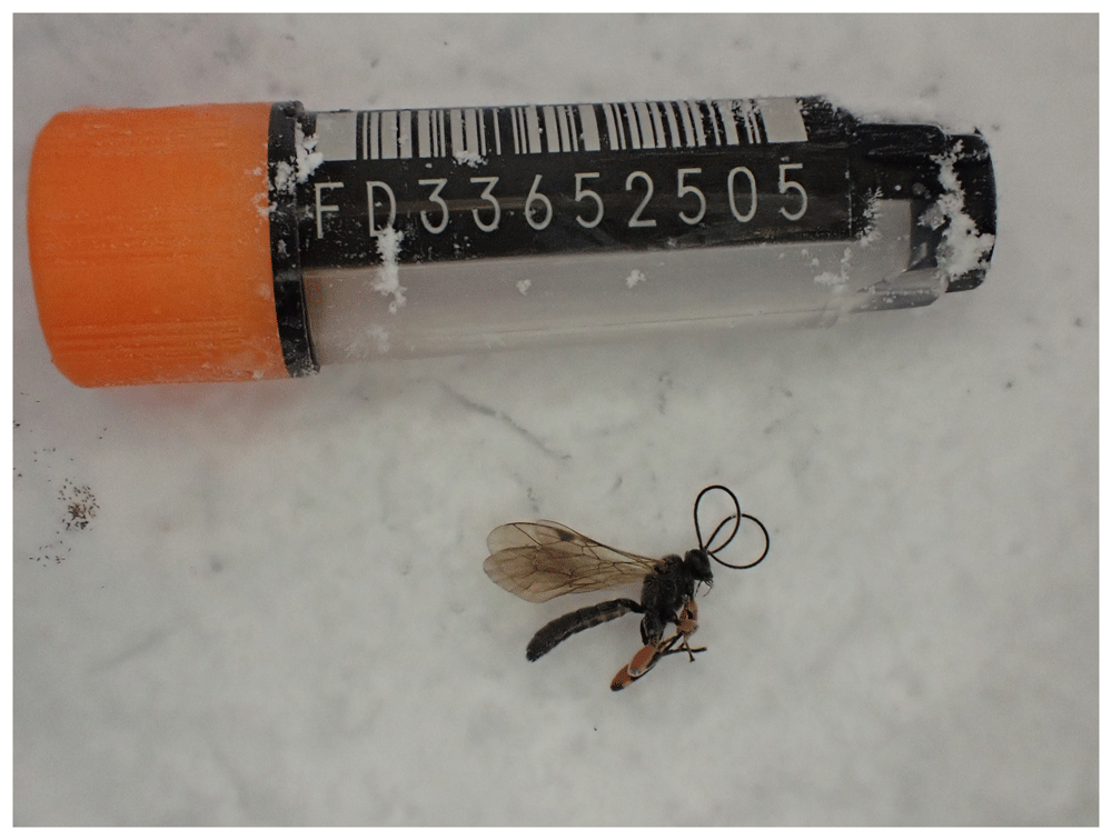 The genome sequence of an ichneumonid... | Wellcome Open Research