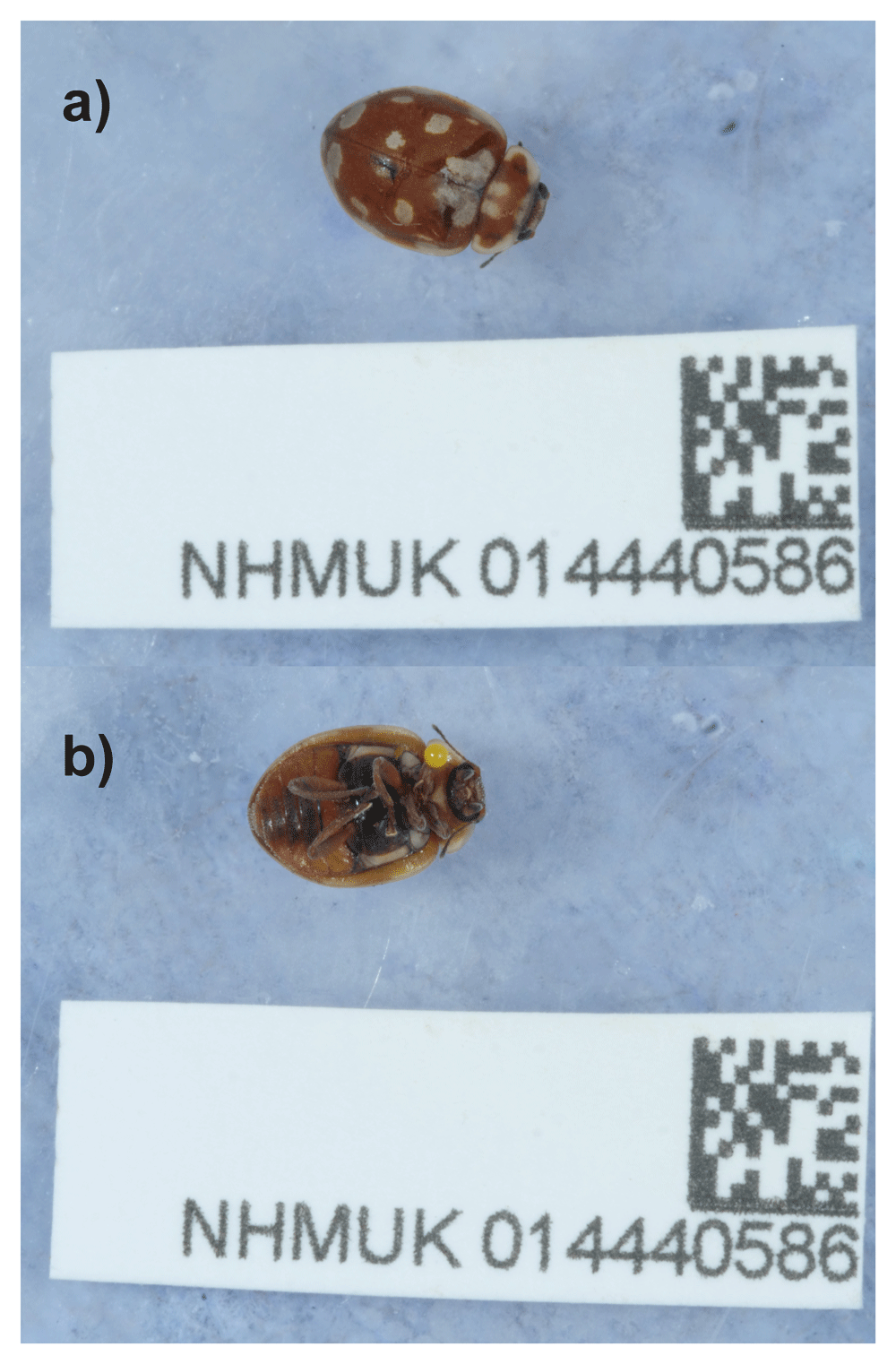 ming ページ Ford Performance Parts M-6049-Z304D7 Ford Performance Parts