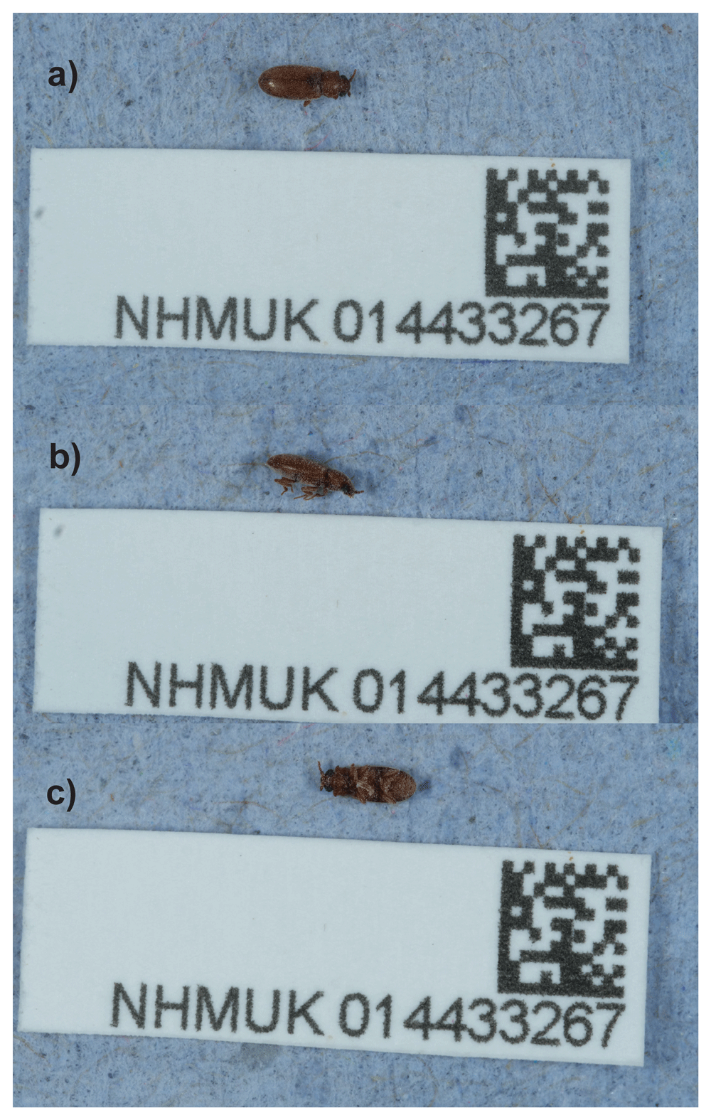 The genome sequence of the acute-angled... | Wellcome Open Research