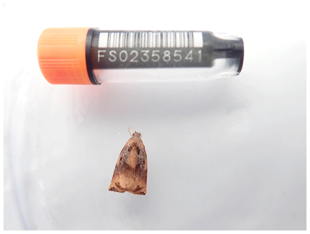 9556 The genome sequence of the Tortix moth,... | Wellcome Open Research