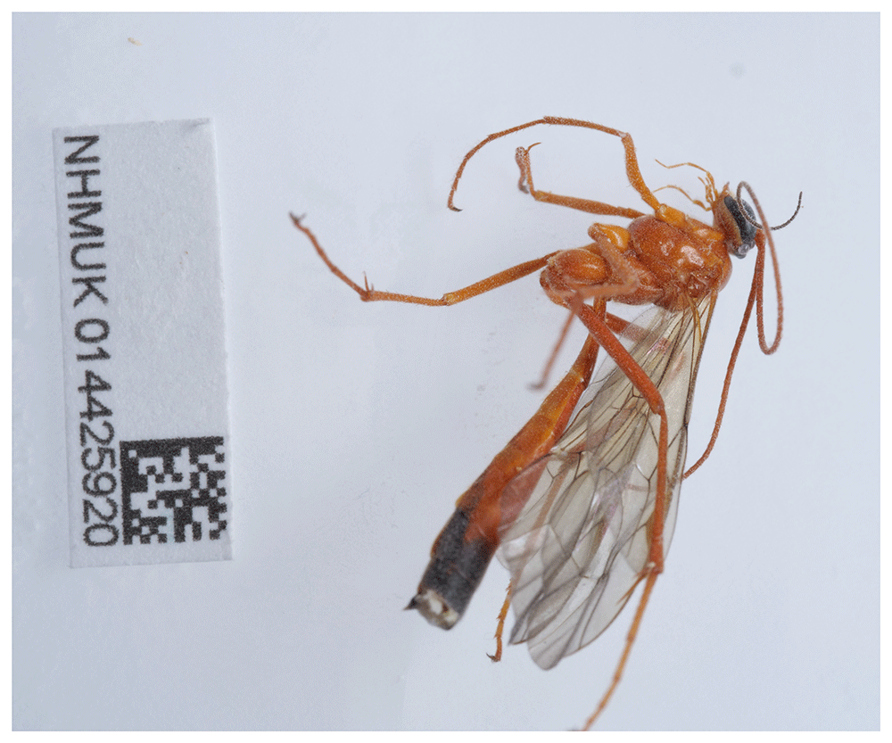 Netelia Infractor The genome sequence of an ichneumonid... | Wellcome Open Research