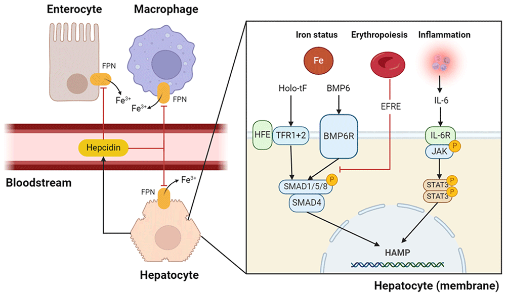 Alterations of Hepcidin and Iron Markers... | Wellcome Open Research