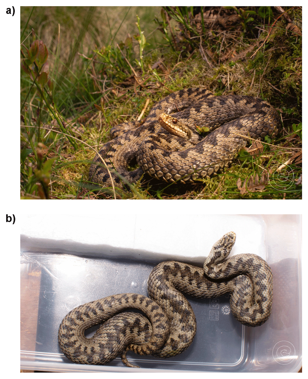 The genome sequence of the common adder,... | Wellcome Open Research