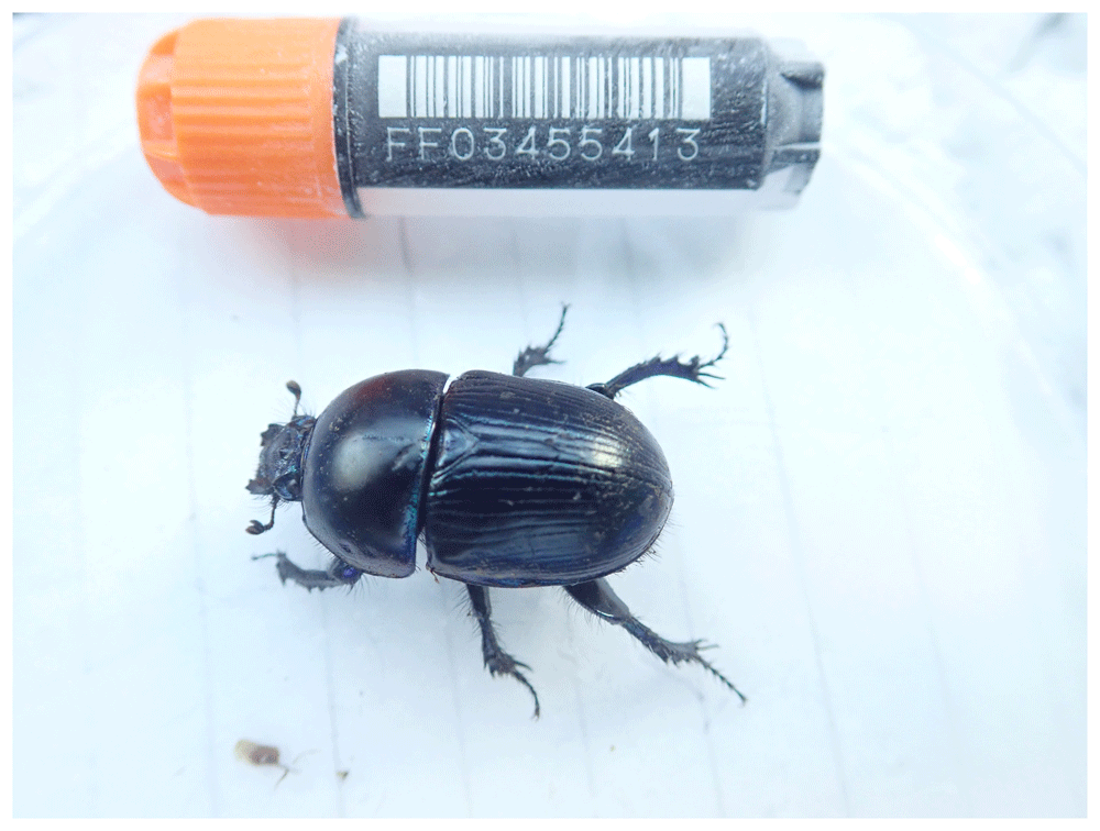 The genome sequence of a dung beetle, | Wellcome Open Research