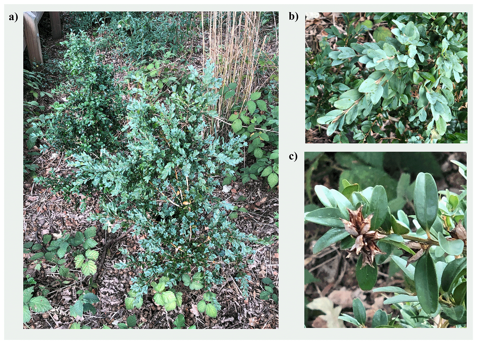 The genome sequence of common box, Buxus... | Wellcome Open Research