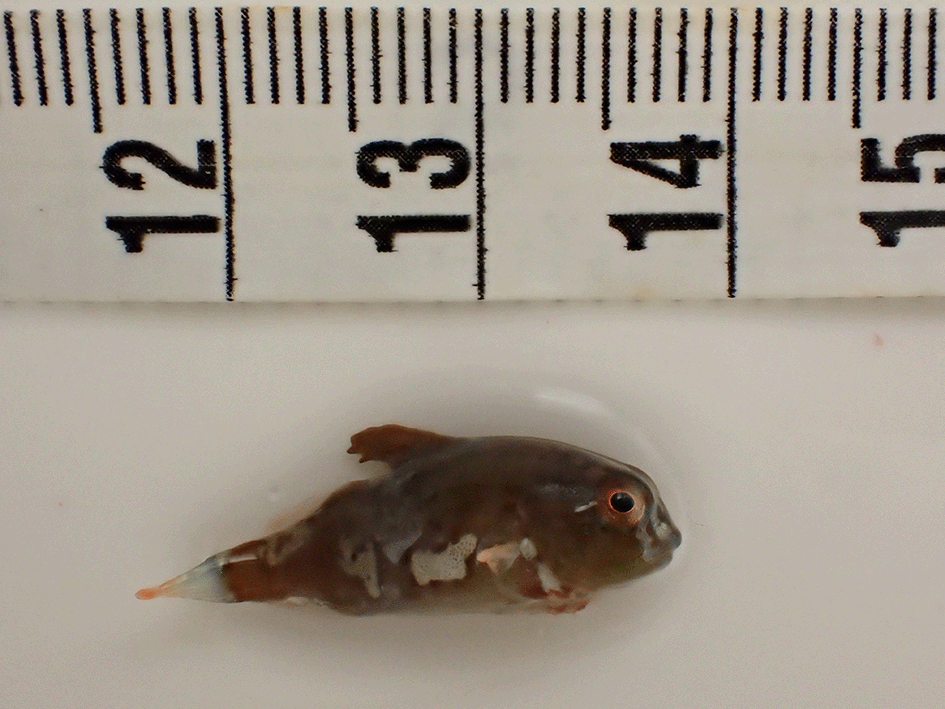 The genome sequence of the lumpfish... | Wellcome Open Research